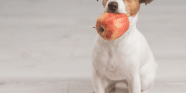 The 25 worst human foods you should never give your dog—and 25 that you can