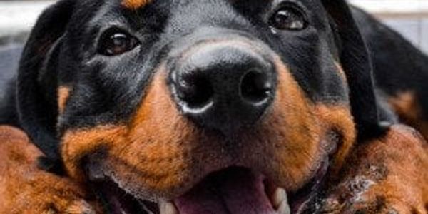 America's most popular large dog breeds, ranked by the American Kennel Club