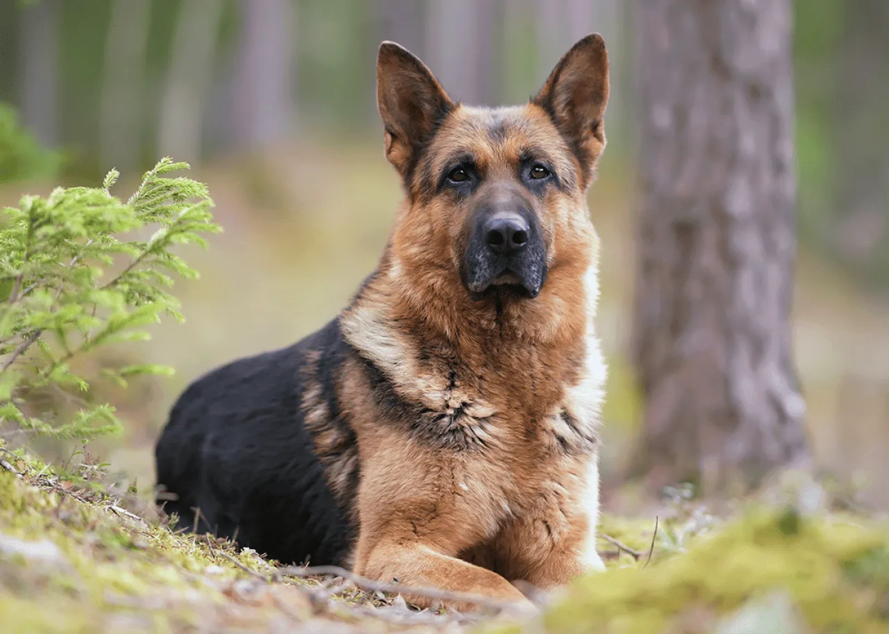 German shepherd laying in forest.