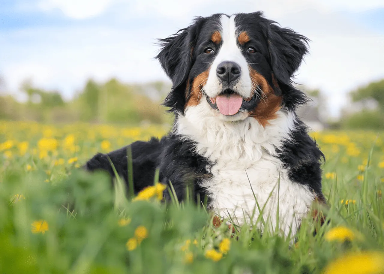 Happy Bernese Mountain Dog in spring field.