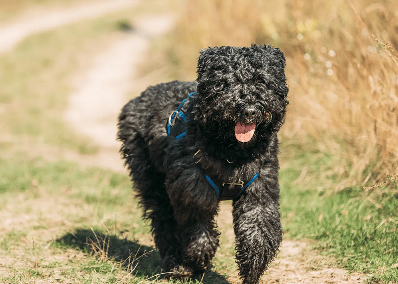 Bouvier des Flandres running in countryside on autumn day.