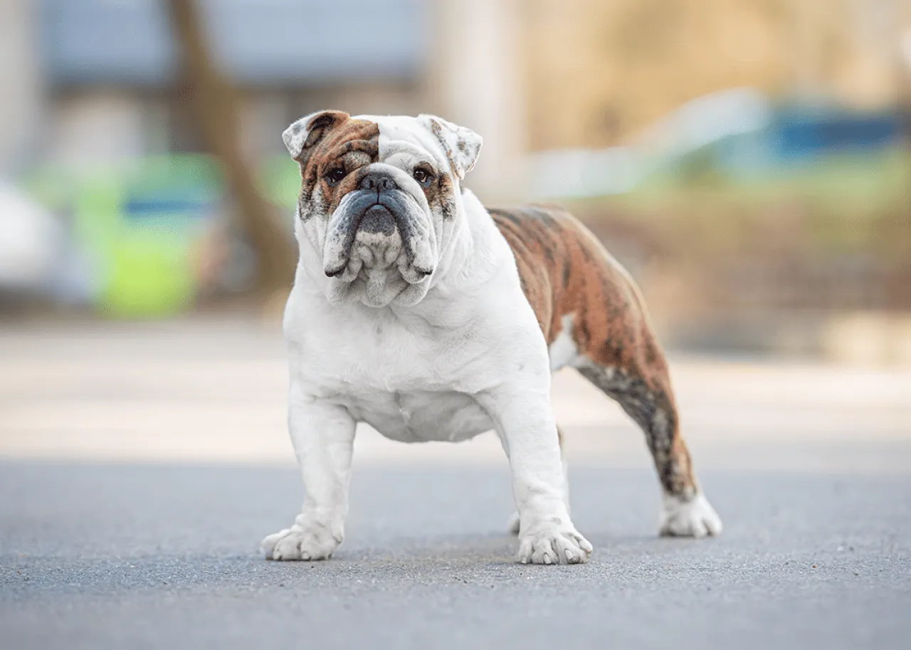 Portrait of a brindle English Bulldog outside.