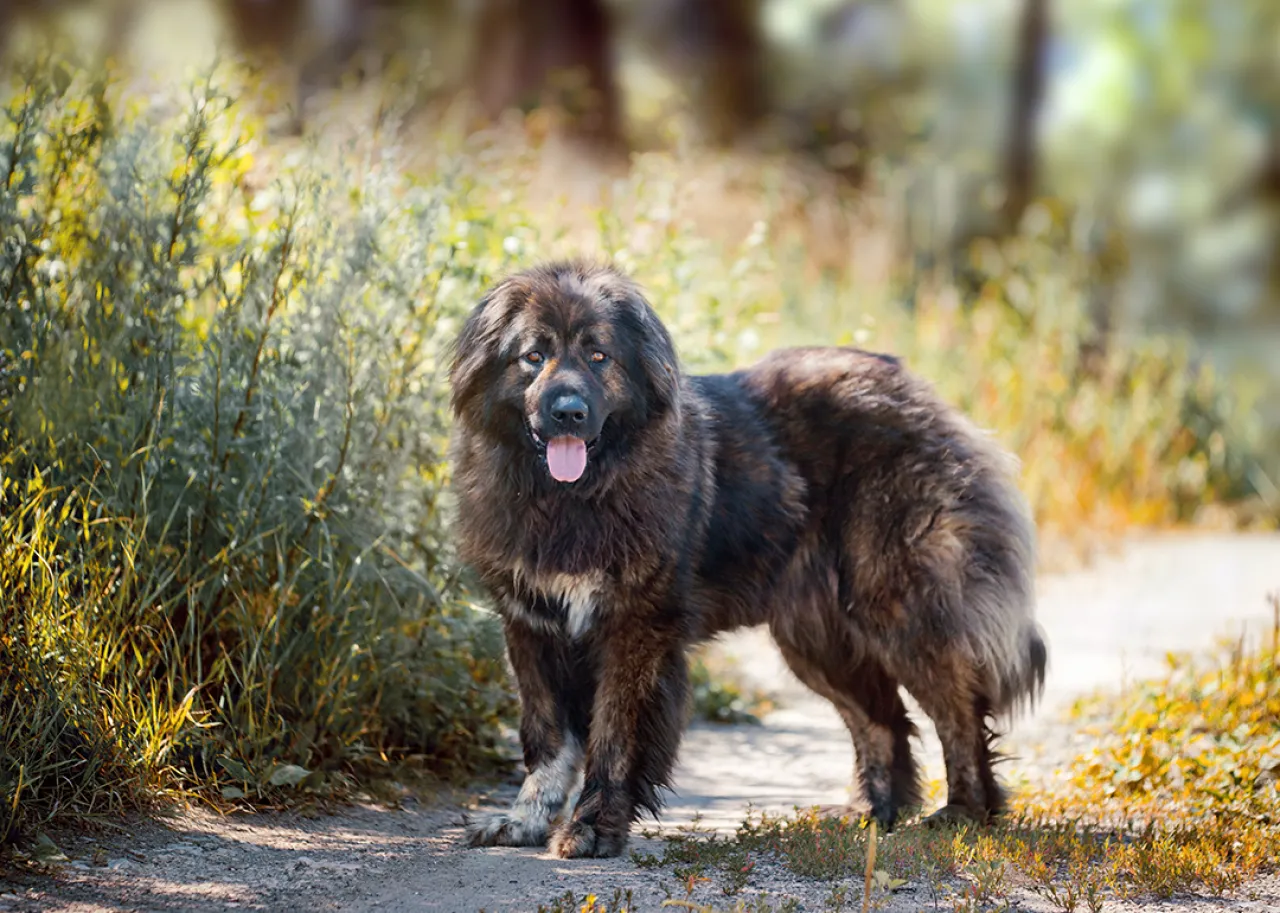 Caucasian shepherd dog standing on path.