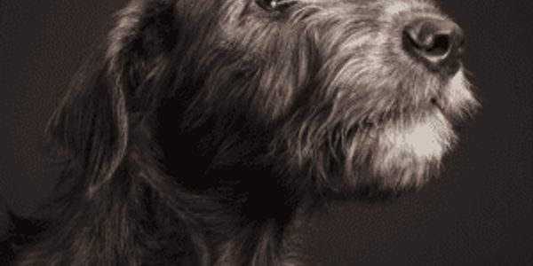 Did your dog make the list of the shortest-living breeds, according to data?