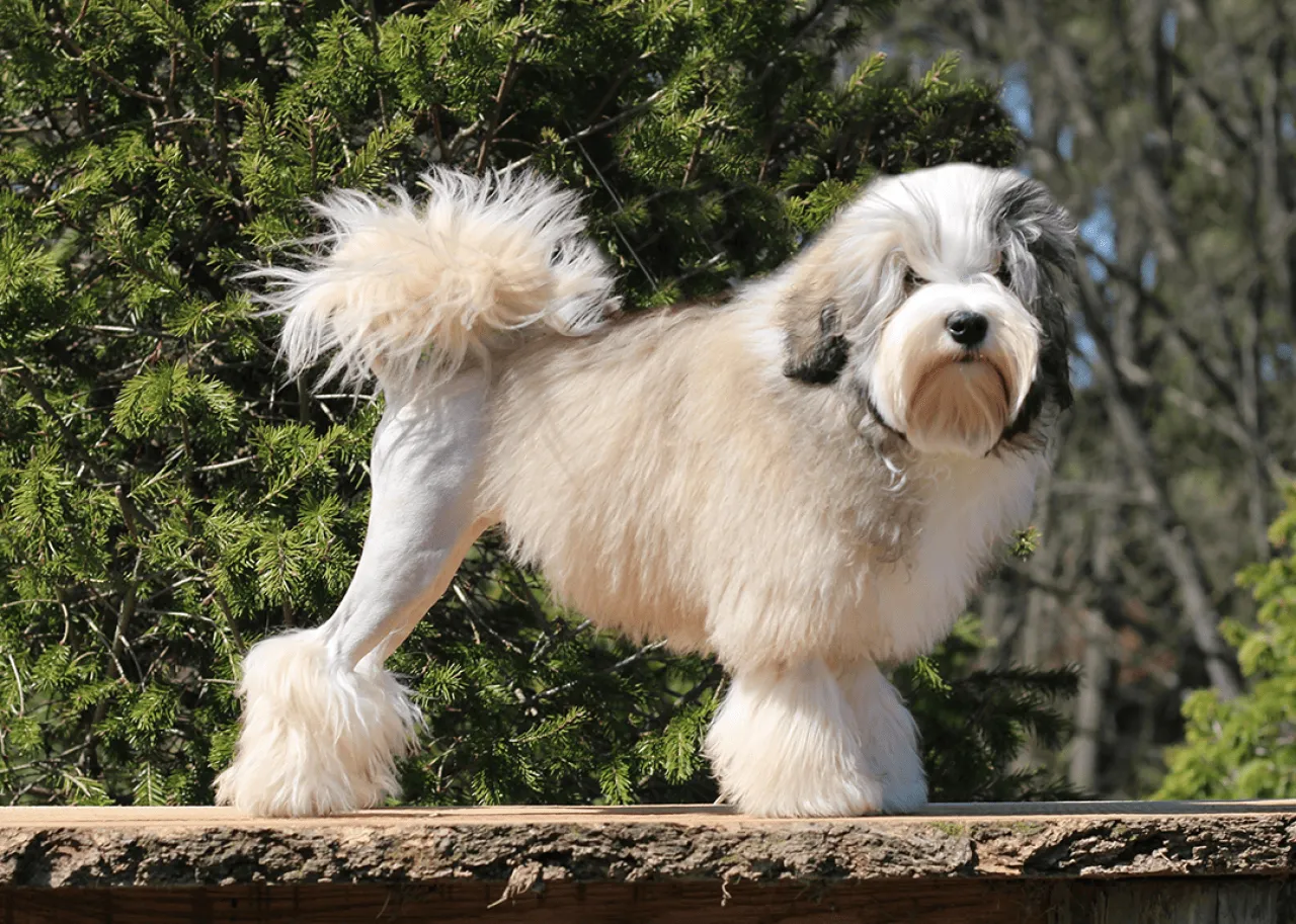 A Lowchen dog, groomed with a lion cut, standing outside.