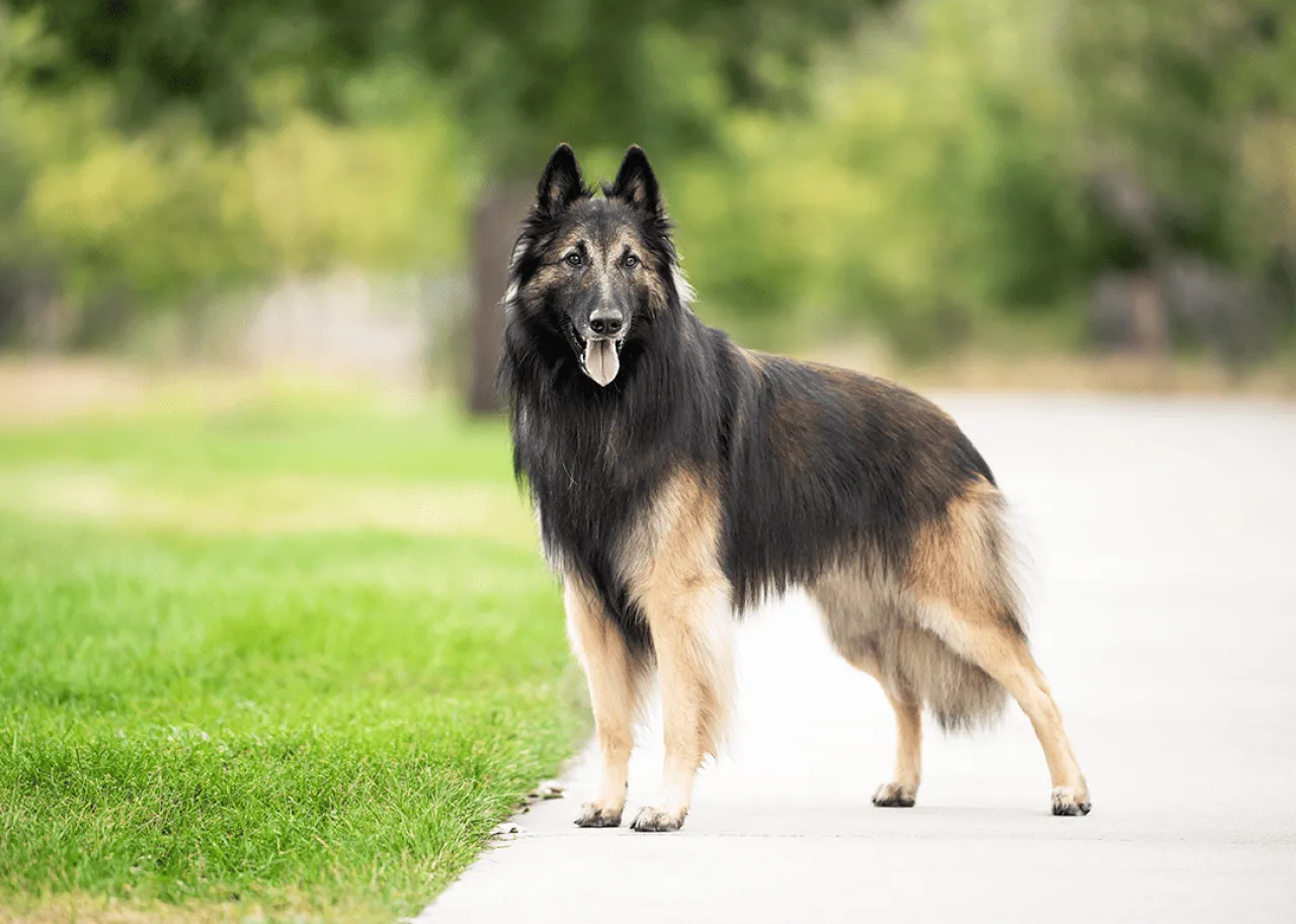 A Belgian Tervuren standing in the park.