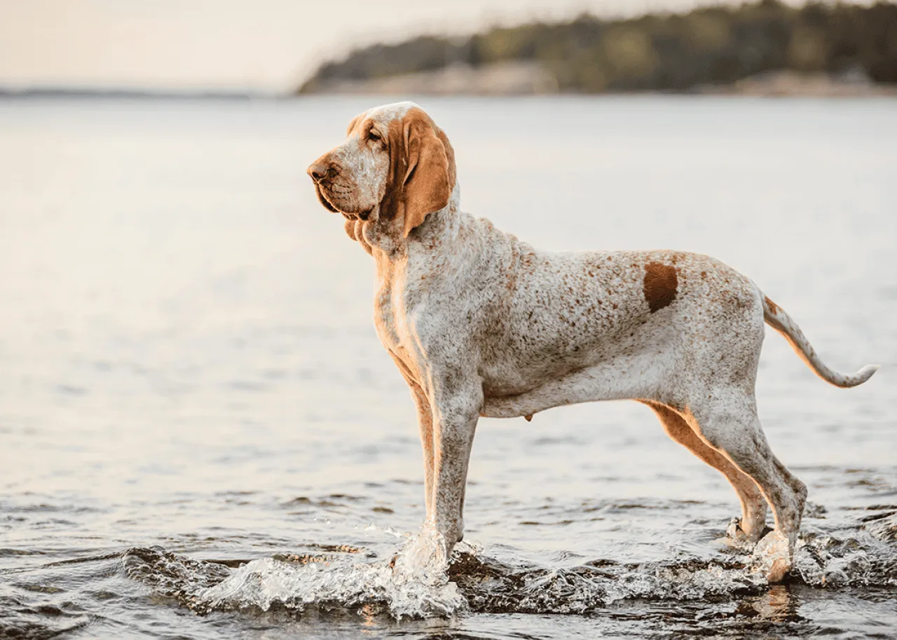 A Bracco Italiano pointer standing on rocks at sunset on a beach.