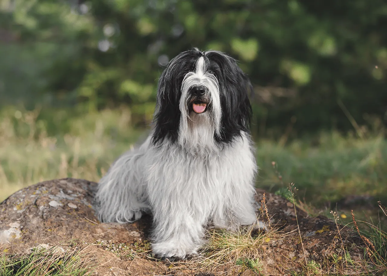 A black and white Tibetan Terrier sitting on a rock with trees.