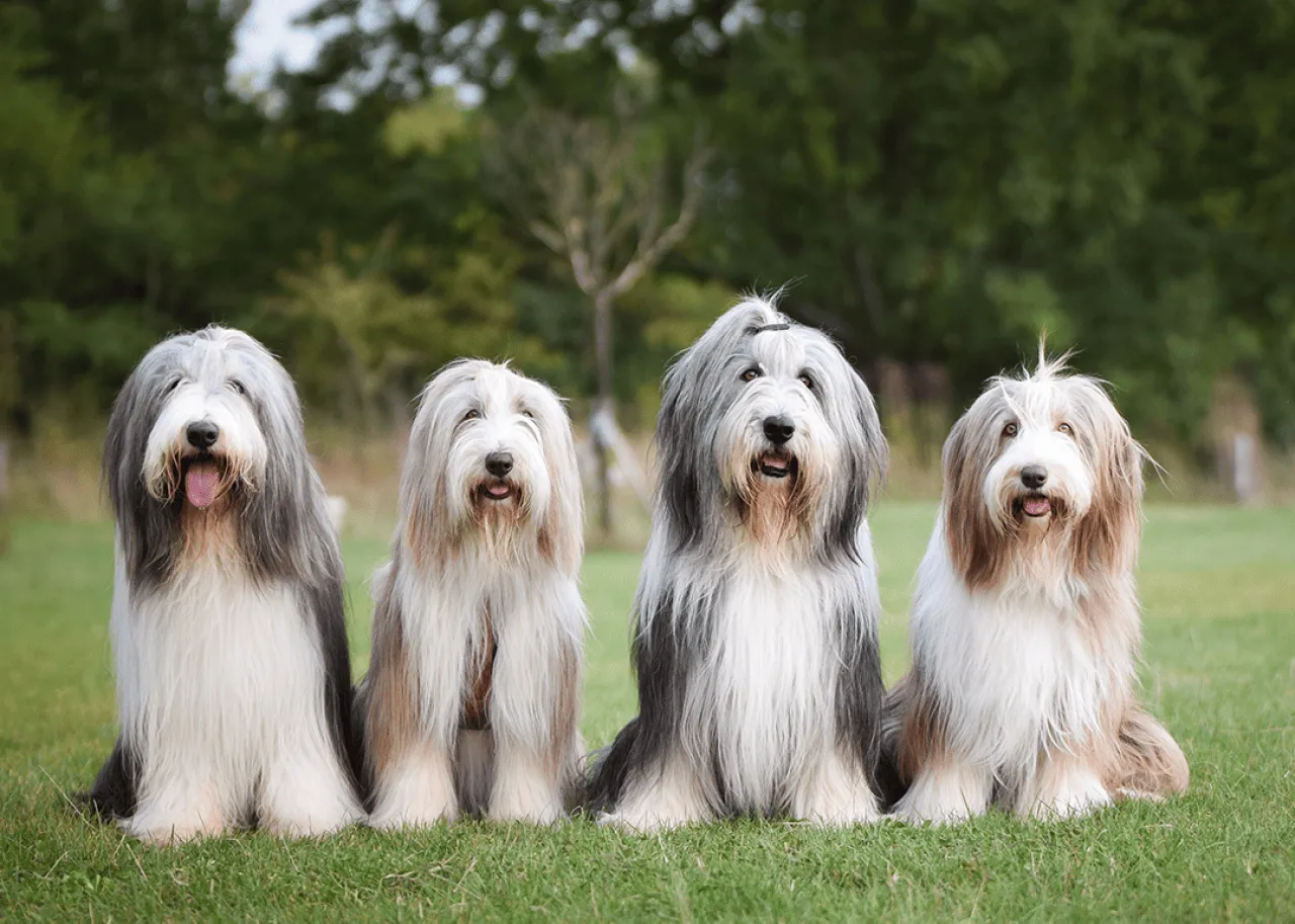Four seated bearded collies in a row, sitting on the grass.