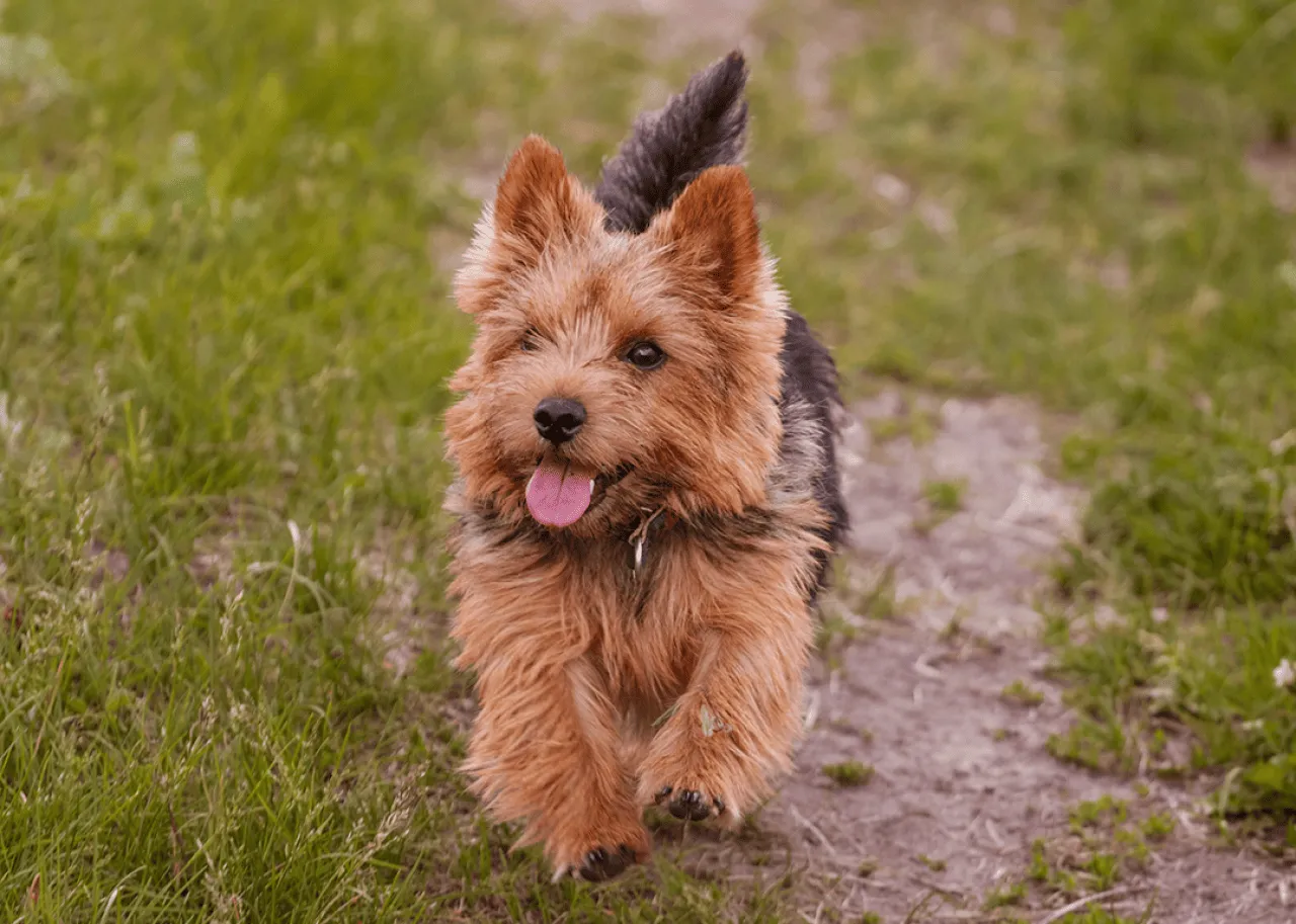 A Norwich terrier walking in the field.