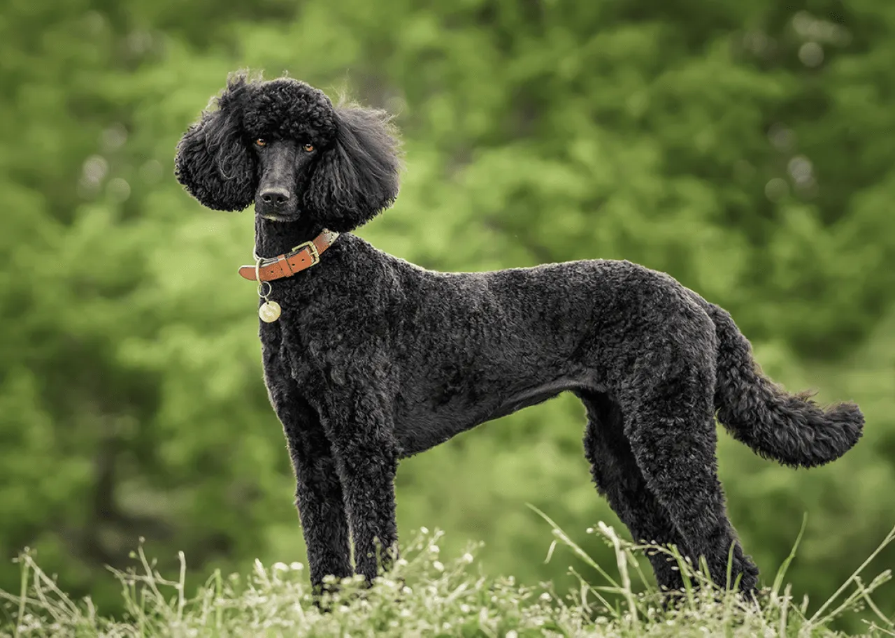 A Black Standard Poodle standing and looking directly at the camera.