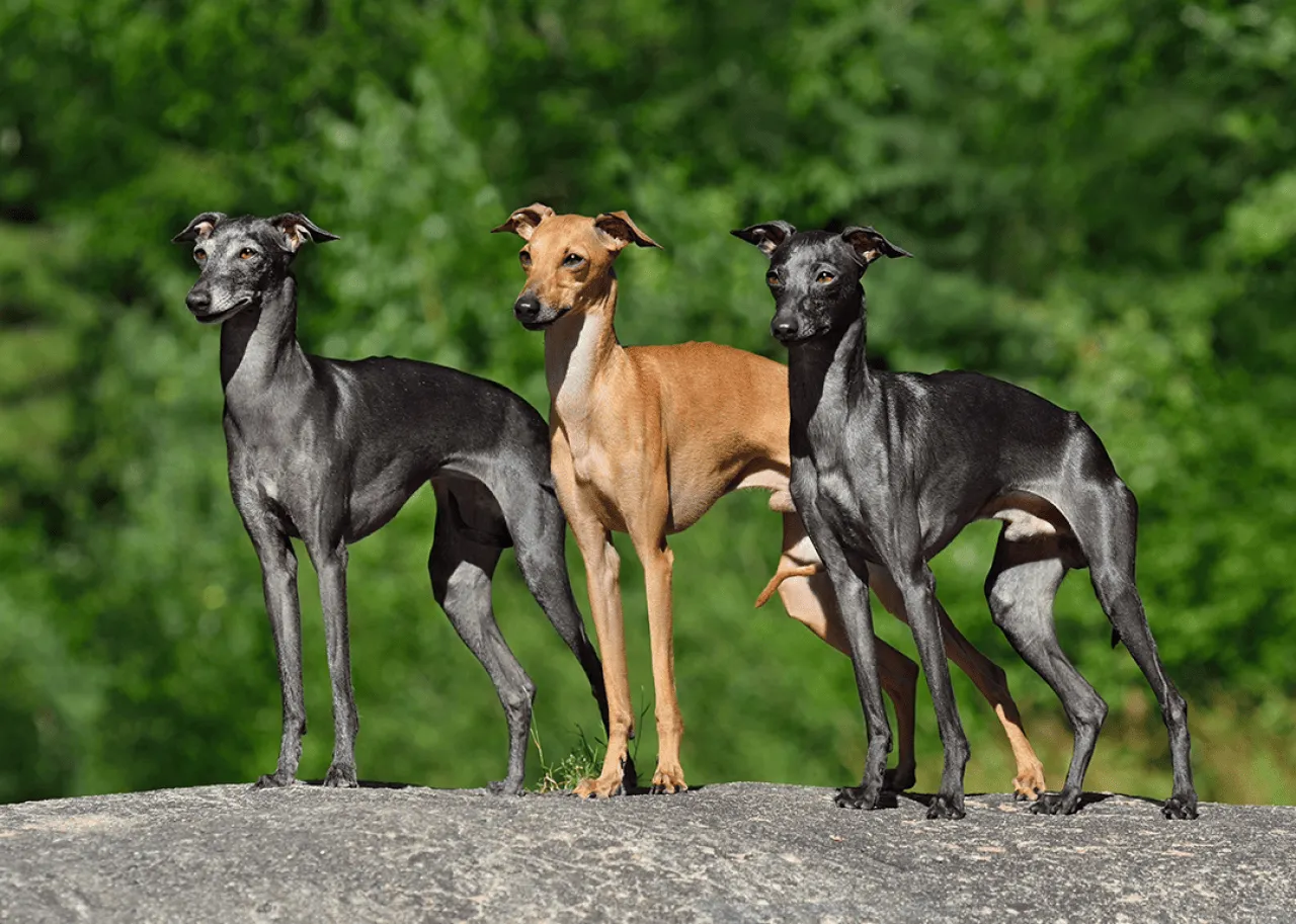 Three Italian greyhounds standing on a stone outside with trees in the background.
