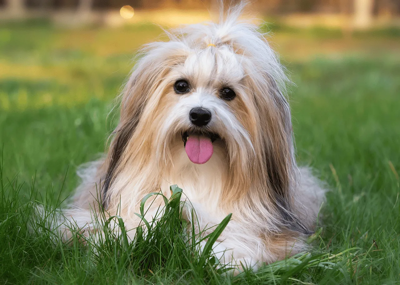 A Havanese dog sitting on the grass.