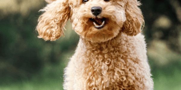 Wondering how long your dog will really live? See the 35 longest-living breeds, according to data.