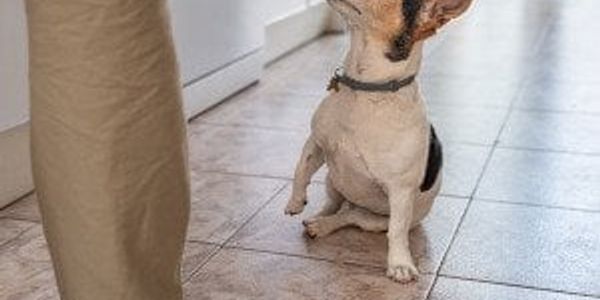 Should you microwave fresh dog food?