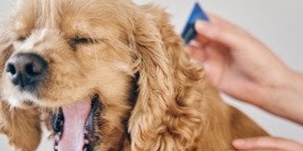 How to spot and get rid of fleas on your dog