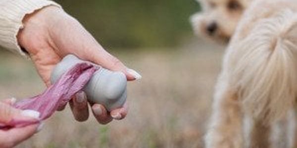 The poop scoop: Dog digestion myths debunked