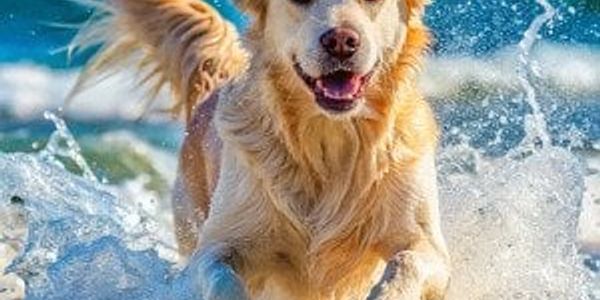 Beach safety for dogs: A vet-backed guide to a safer day by the water