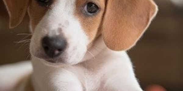 The pros and cons of owning a beagle