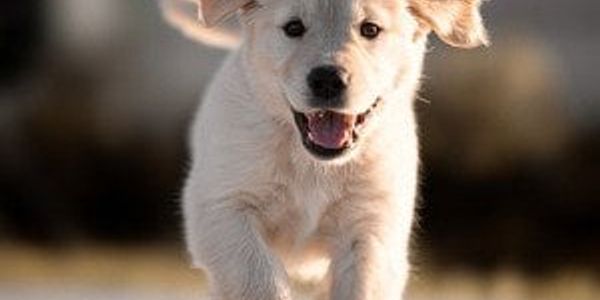 The pros and cons of owning a golden retriever