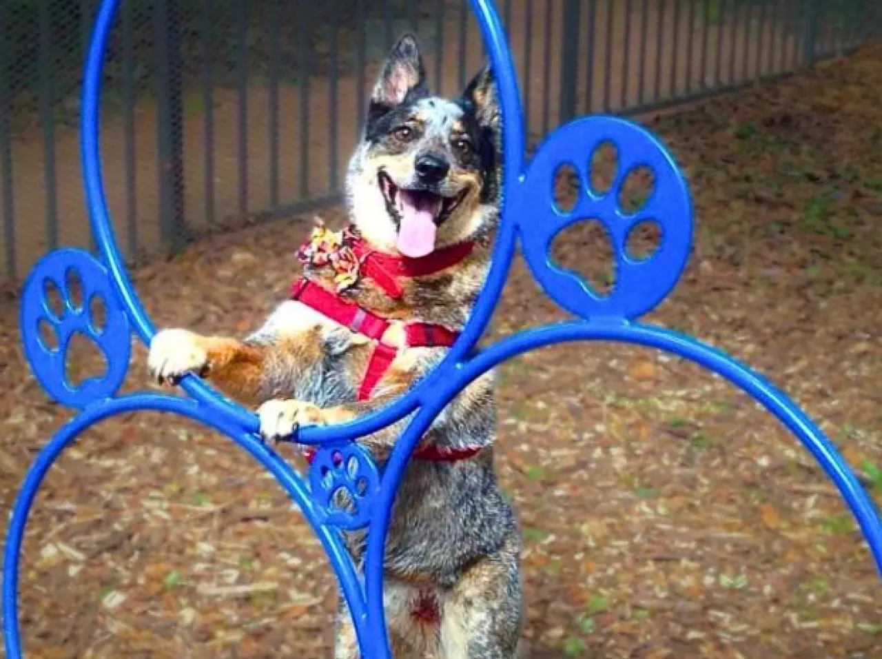 Bobo, an Australian cattle dog, happily poses on a blue paw print obstacle course in Austin, Texas.