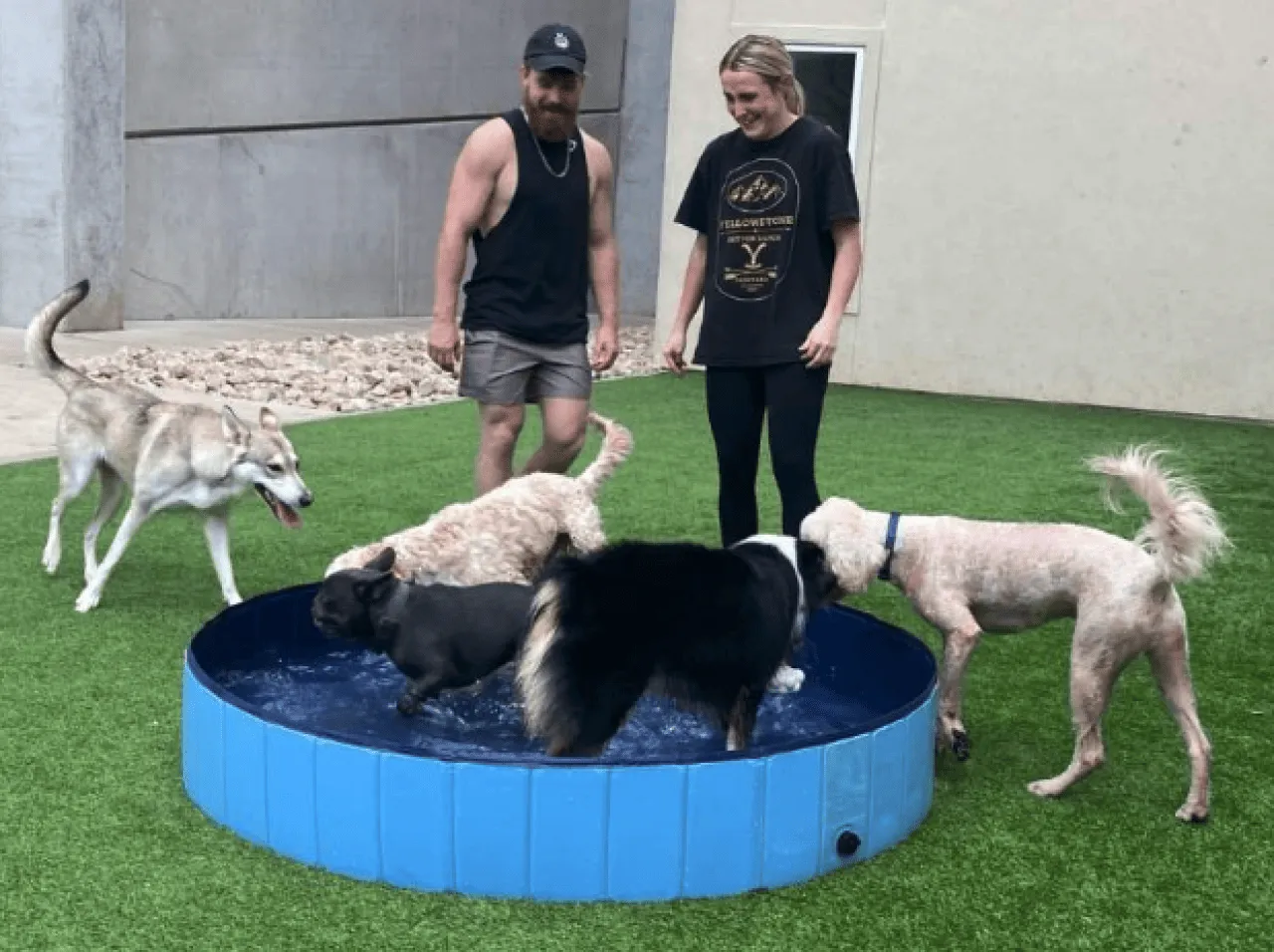 Two adults watch four dogs splash and play in a blue kiddie pool in Dallas, Texas.
