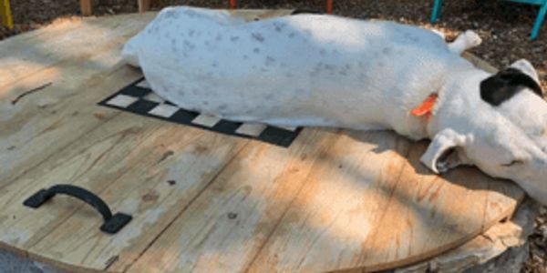 Barkitecture: 12 dog-friendly landscaping ideas for your backyard
