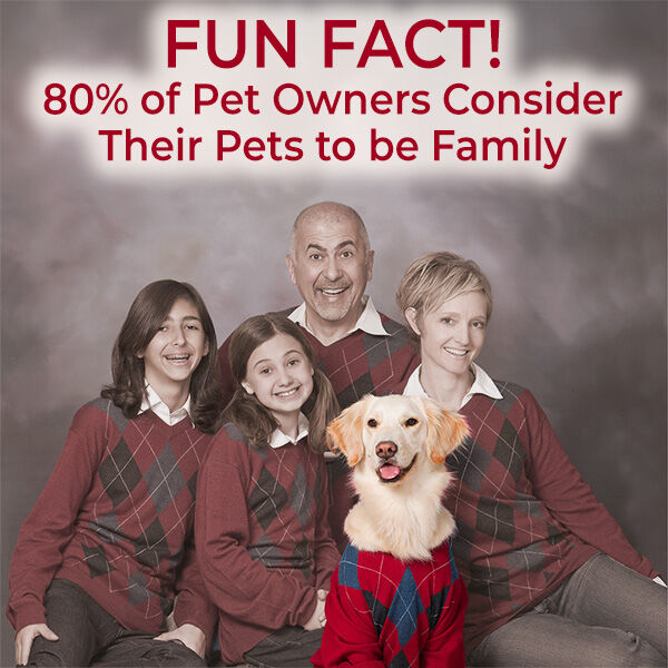 Survey: More than 80% of pet parents consider their pets to be family