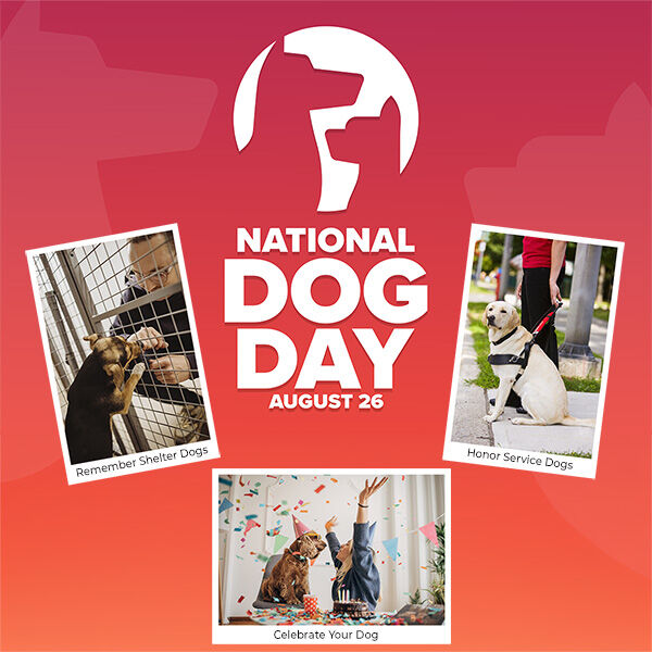 National Dog Day is August 26. Here's how to celebrate the real meaning