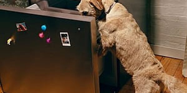 How long does fresh dog food last in the fridge?