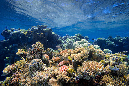 Great Barrier Reef, Australia