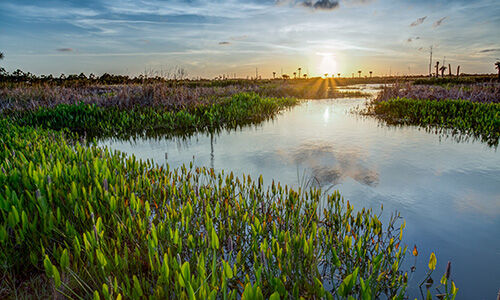 wetlands