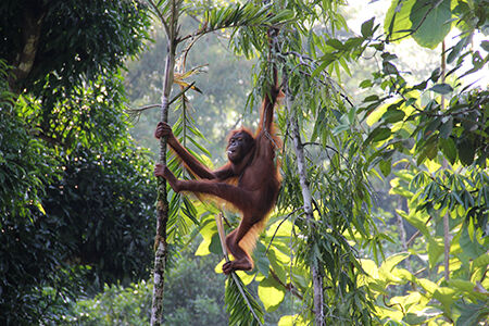 Borneo, Malaysia, Indonesia
