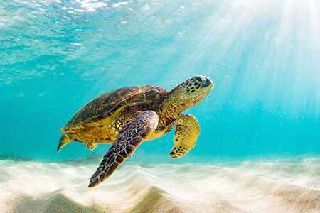 Galapagos Islands, Ecuador
