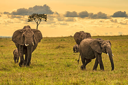 Masai Mara National Reserve, Kenya