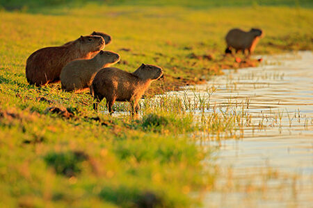 Pantanal, Brazil