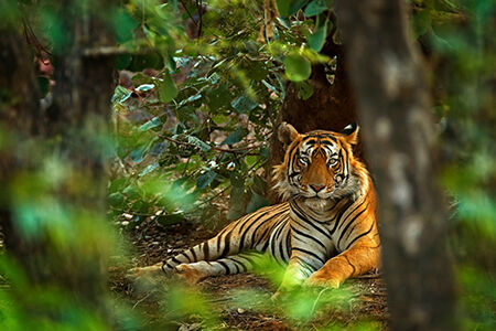 Ranthambore National Park, India