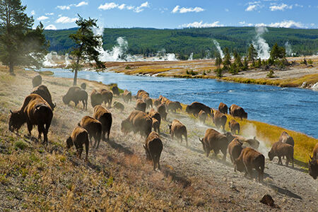 Yellowstone National Park, USA