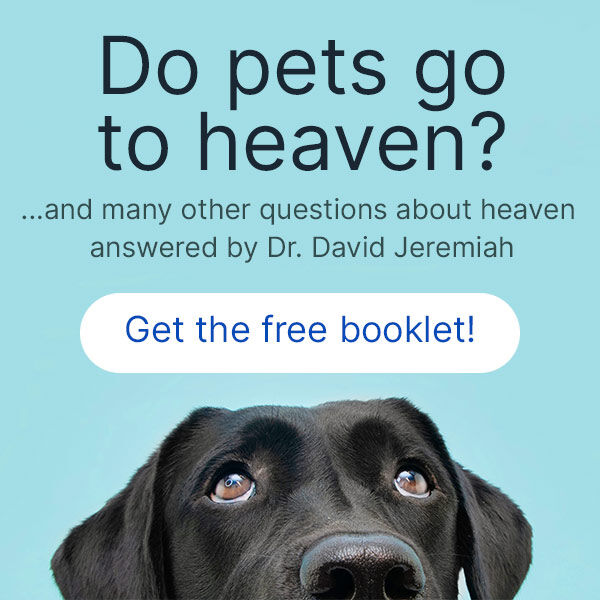 Do Pets Go to Heaven?