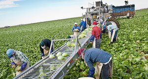Farmworker visas more than doubled in state, nation in recent years