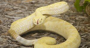 Snake shot bill dies in a tie in Senate