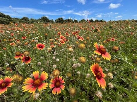 Stewarding the Wilds with Faith