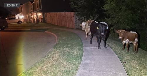 Cows in the Neighborhood