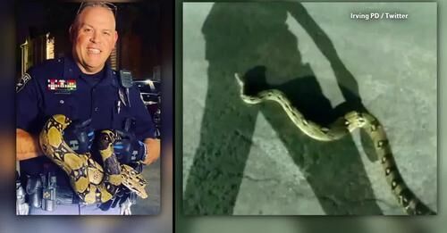 Police Officer and Snake Whisperer