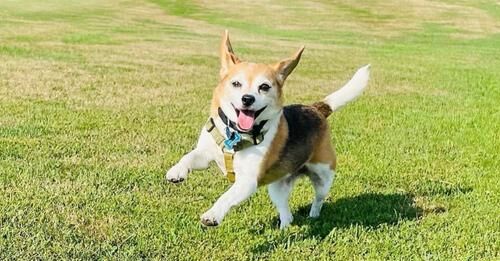 Fort Worth Dog Wins National Title