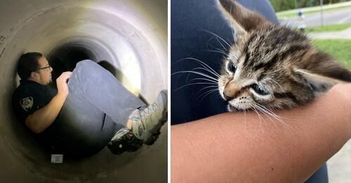 DAS Rescues Frightened Kitten