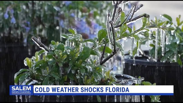 Florida Experiences Its Coldest Weather This Winter