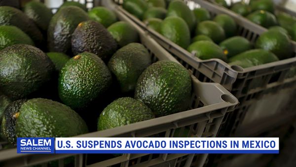 U.S. Suspends Avocado Inspections In Mexico's Michoacán State