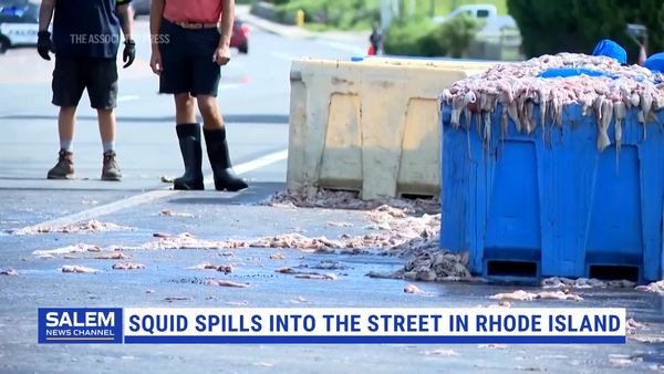 Truckload Of Squid Spills Into The Street In Rhode Island