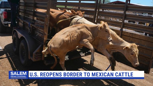U.S. Reopens Border To Mexican Cattle Amid High Beef Prices